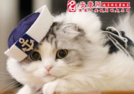 周公解梦 梦到猫,梦到猫的寓意与象征