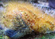 娱乐吃瓜酱毛毛虫,揭秘娱乐圈那些不为人知的幕后故事