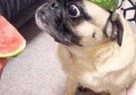 娱乐吃瓜酱猫猫护孩子,酱猫猫护孩子，揭秘明星育儿日常