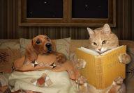 猫和狗的故事,温馨与智慧的动物寓言