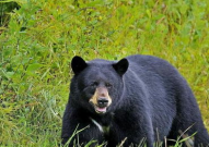 娱乐吃瓜酱熊,揭秘娱乐圈那些不为人知的幕后故事