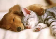 娱乐吃瓜酱狗帮猫,吃瓜酱狗帮猫的趣味故事