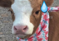 娱乐吃瓜酱胖猫,揭秘娱乐圈那些不为人知的幕后故事