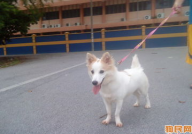 芬兰狐狸犬,芬兰国犬的猎犬与宠物双重身份